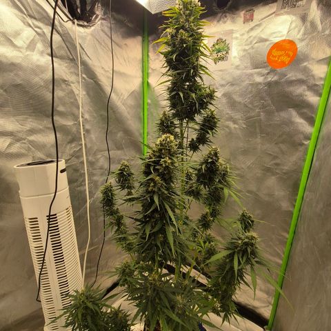 💚CHOCOLOPE 🍫 ☕️auto (56-63 BT) growlog timeline photo