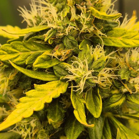 💚CHOCOLOPE 🍫 ☕️auto (56-63 BT) growlog timeline photo