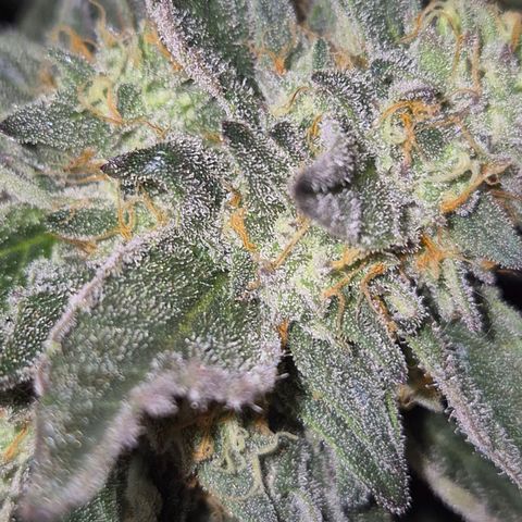 Ice cream cake 🍰 & permanent marker🖊(65-73bt) growlog timeline photo