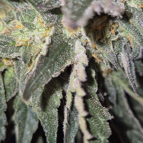 Ice cream cake 🍰 & permanent marker🖊(65-73bt) growlog timeline photo