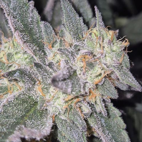 Ice cream cake 🍰 & permanent marker🖊(65-73bt) growlog timeline photo