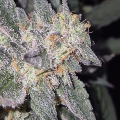 Ice cream cake 🍰 & permanent marker🖊(65-73bt) growlog timeline photo