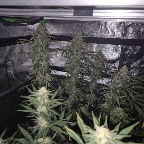 ICE 💚🧊 (63-70bt) growlog timeline photo