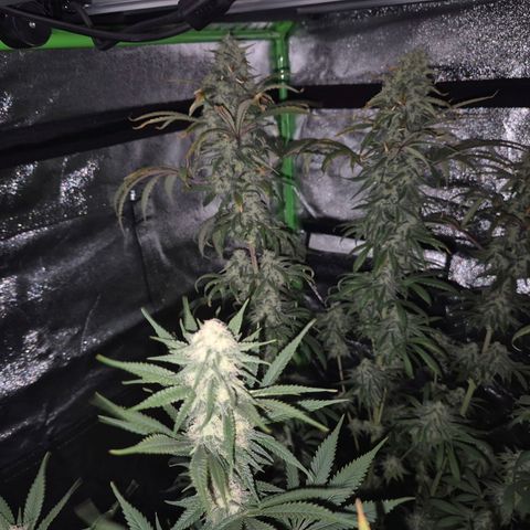 ICE 💚🧊 (63-70bt) growlog timeline photo