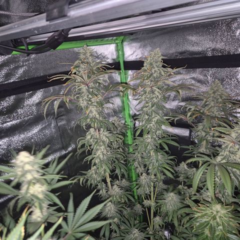 ICE 💚🧊 (63-70bt) growlog timeline photo