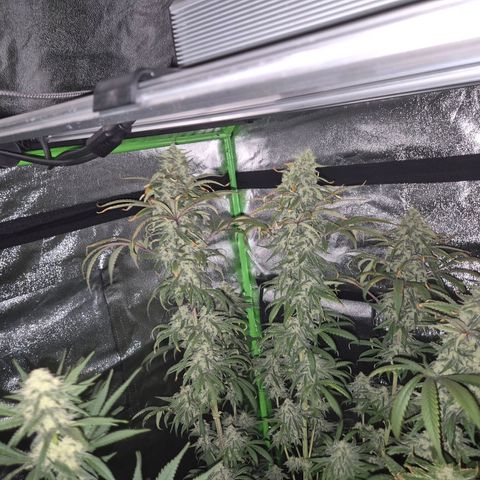 ICE 💚🧊 (63-70bt) growlog timeline photo