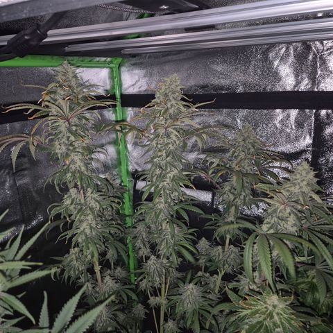ICE 💚🧊 (63-70bt) growlog timeline photo