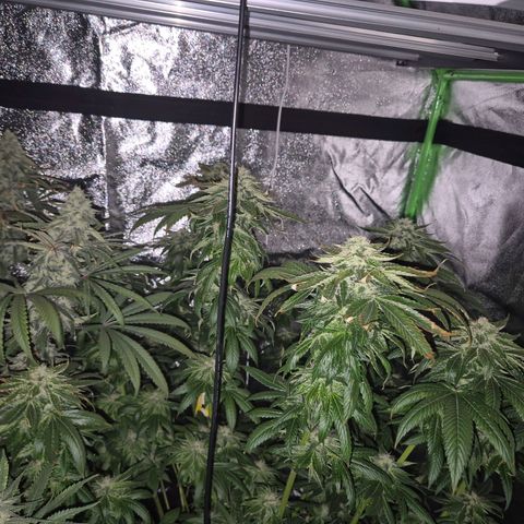 💚Bubba kush 🦝 (56-63 BT) growlog timeline photo