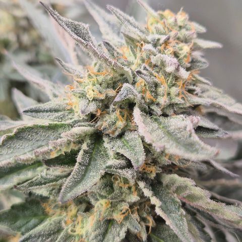 Ice cream cake 🍰 & permanent marker🖊(65-73bt) growlog timeline photo