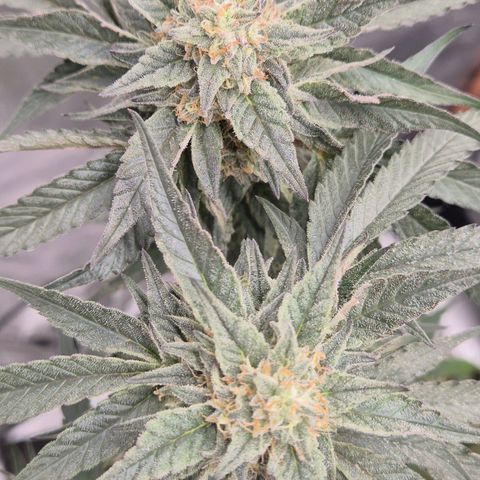 Ice cream cake 🍰 & permanent marker🖊(65-73bt) growlog timeline photo