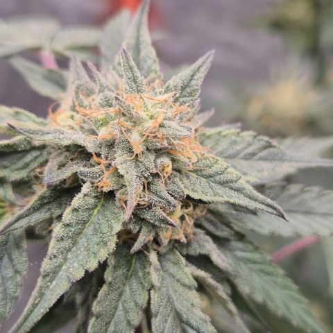 Ice cream cake 🍰 & permanent marker🖊(65-73bt) growlog timeline photo