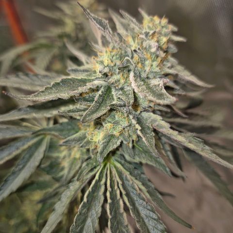 Ice cream cake 🍰 & permanent marker🖊(65-73bt) growlog timeline photo