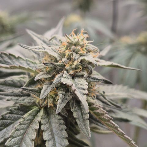 Ice cream cake 🍰 & permanent marker🖊(65-73bt) growlog timeline photo