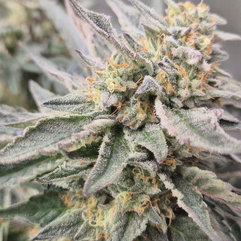 Ice cream cake 🍰 & permanent marker🖊(65-73bt) growlog timeline photo