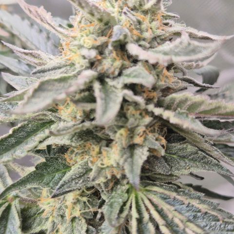 Ice cream cake 🍰 & permanent marker🖊(65-73bt) growlog timeline photo