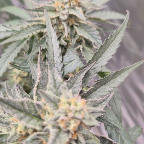 Ice cream cake 🍰 & permanent marker🖊(65-73bt) growlog timeline photo