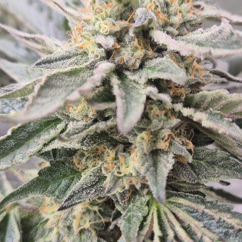Ice cream cake 🍰 & permanent marker🖊(65-73bt) growlog timeline photo