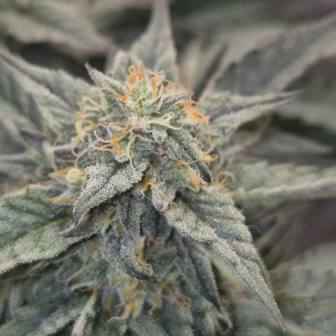 Ice cream cake 🍰 & permanent marker🖊(65-73bt) growlog timeline photo