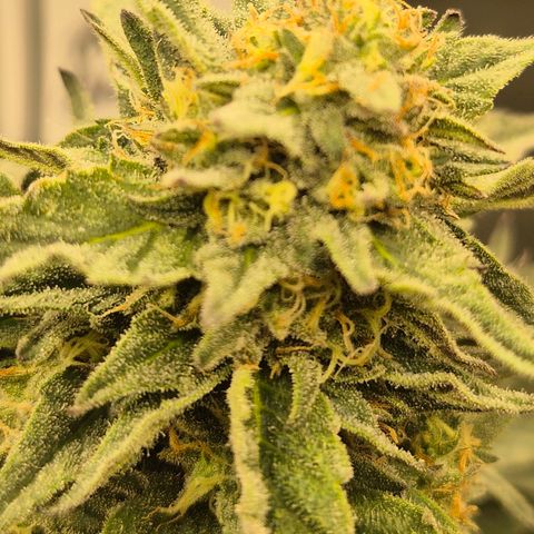 Ice cream cake 🍰 & permanent marker🖊(65-73bt) growlog timeline photo