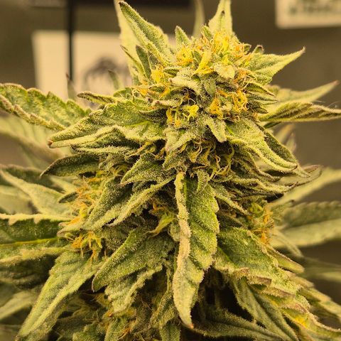 Ice cream cake 🍰 & permanent marker🖊(65-73bt) growlog timeline photo