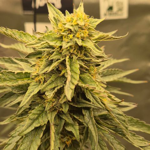 Ice cream cake 🍰 & permanent marker🖊(65-73bt) growlog timeline photo