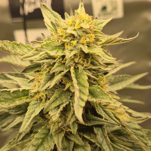 Ice cream cake 🍰 & permanent marker🖊(65-73bt) growlog timeline photo
