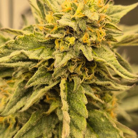 Ice cream cake 🍰 & permanent marker🖊(65-73bt) growlog timeline photo