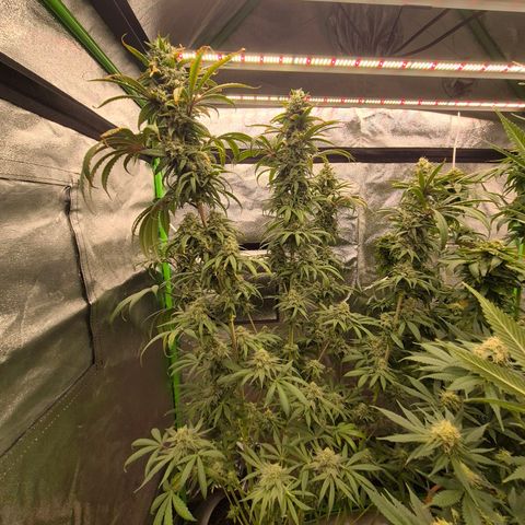 ICE 💚🧊 (63-70bt) growlog timeline photo