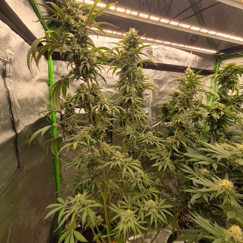 ICE 💚🧊 (63-70bt) growlog timeline photo
