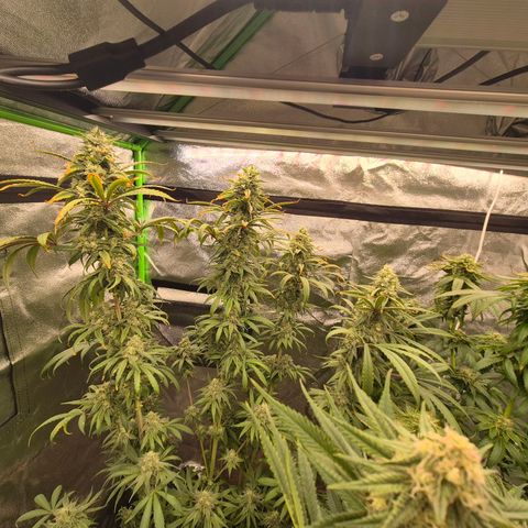 ICE 💚🧊 (63-70bt) growlog timeline photo