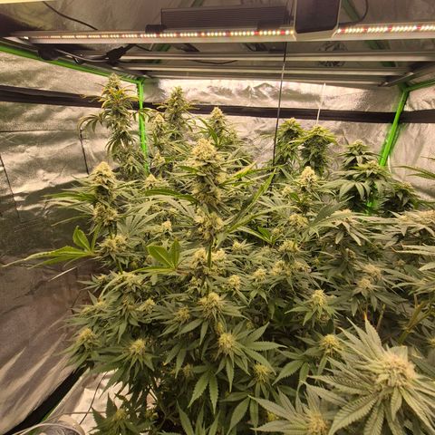 Tangerine dream 🌴 (60-65bt)  growlog timeline photo