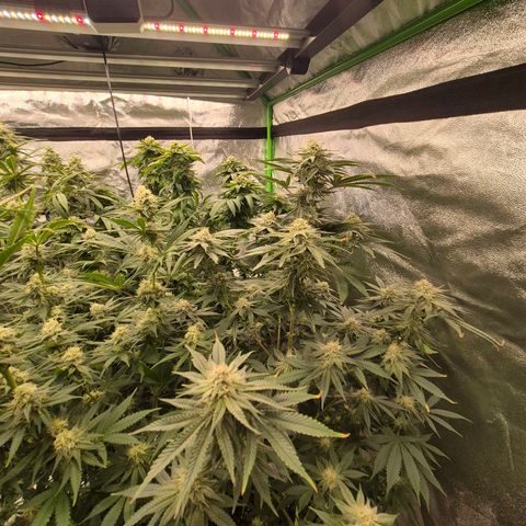 Mimosa evo stecki  🍊🍋🍍 (65-70bt) growlog timeline photo