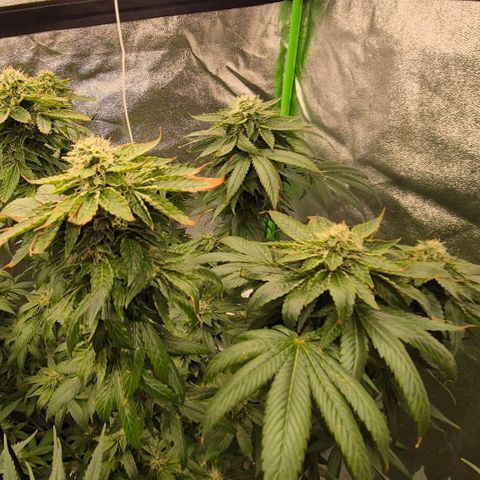 💚Bubba kush 🦝 (56-63 BT) growlog timeline photo