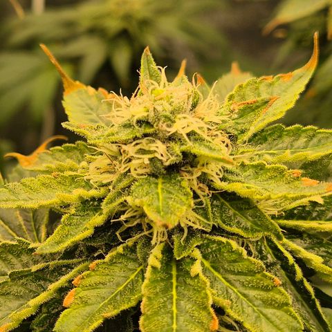 💚Bubba kush 🦝 (56-63 BT) growlog timeline photo