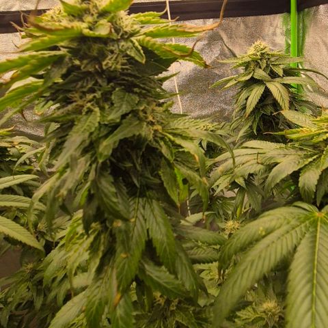 💚Bubba kush 🦝 (56-63 BT) growlog timeline photo