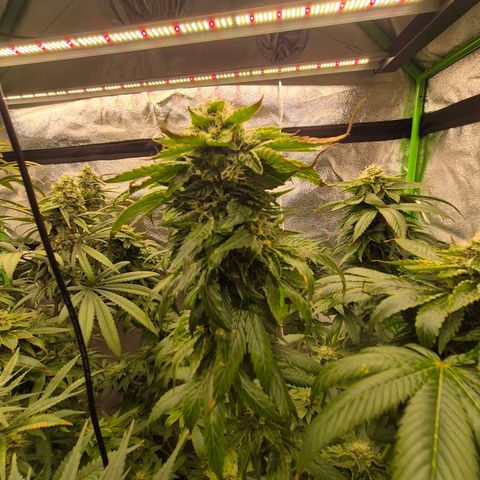 💚Bubba kush 🦝 (56-63 BT) growlog timeline photo