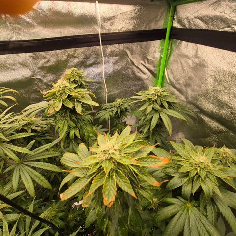 💚Bubba kush 🦝 (56-63 BT) growlog timeline photo