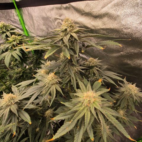 Mimosa evo stecki  🍊🍋🍍 (65-70bt) growlog timeline photo