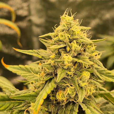 ICE 💚🧊 (63-70bt) growlog timeline photo