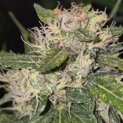 💚CHOCOLOPE 🍫 ☕️auto (56-63 BT) growlog timeline photo