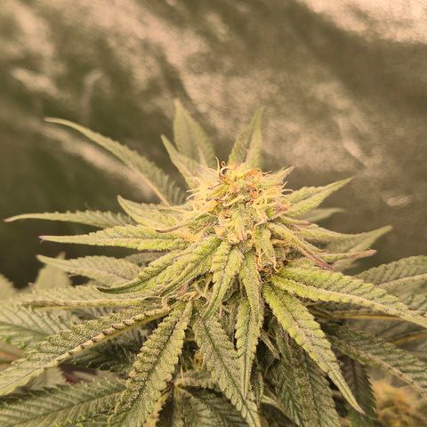 Mimosa evo stecki  🍊🍋🍍 (65-70bt) growlog timeline photo