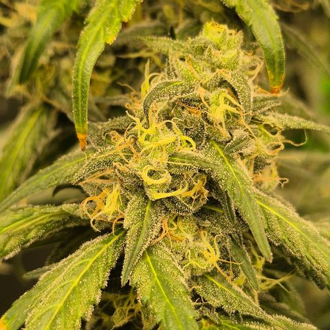 ICE 💚🧊 (63-70bt) growlog timeline photo