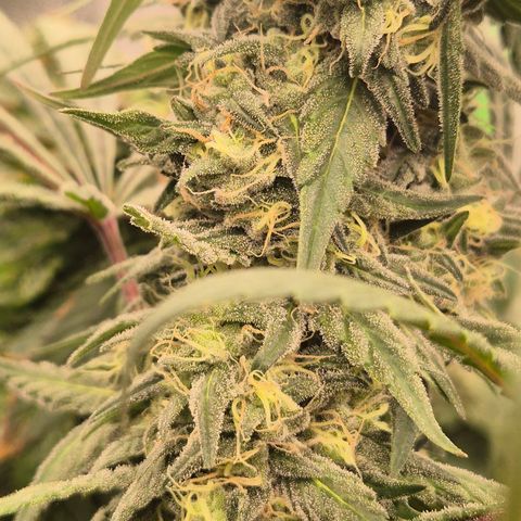 ICE 💚🧊 (63-70bt) growlog timeline photo