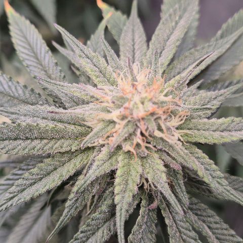 Mimosa evo stecki  🍊🍋🍍 (65-70bt) growlog timeline photo