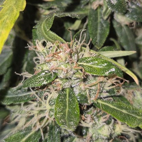 💚CHOCOLOPE 🍫 ☕️auto (56-63 BT) growlog timeline photo
