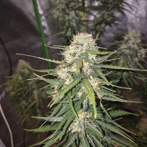 💚CHOCOLOPE 🍫 ☕️auto (56-63 BT) growlog timeline photo