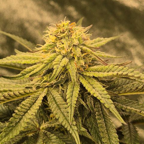 Mimosa evo stecki  🍊🍋🍍 (65-70bt) growlog timeline photo
