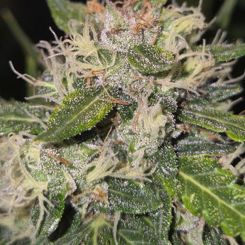 💚CHOCOLOPE 🍫 ☕️auto (56-63 BT) growlog timeline photo