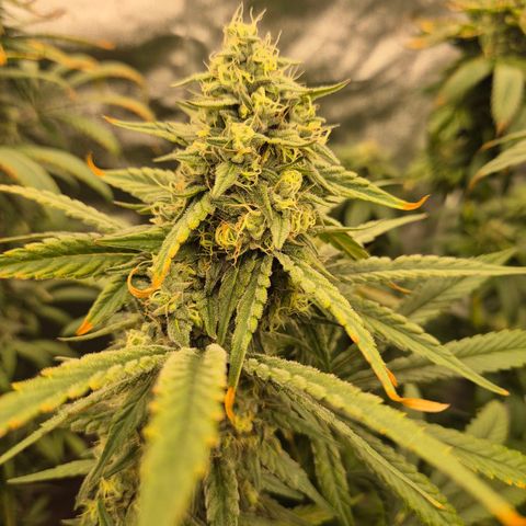 ICE 💚🧊 (63-70bt) growlog timeline photo