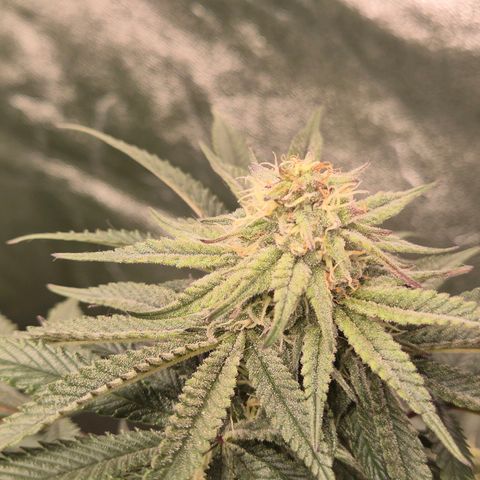 Mimosa evo stecki  🍊🍋🍍 (65-70bt) growlog timeline photo